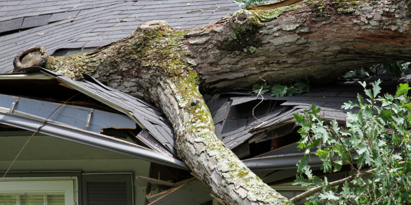 Spring Storm tree branch on roof